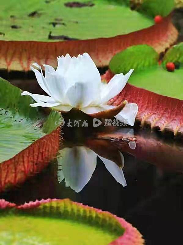 王莲|紫荆山公园上演“今夜不寂寞”不少市民深夜来访都是因为它