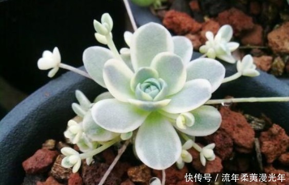 5好养易打理的多肉,一盆肉嘟嘟,轻松爆成瀑布,比绿萝还好养