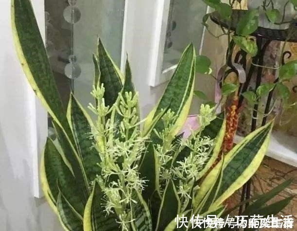 春养虎皮兰,4点“伺候好”,才能长高高,开花特仙气,好运临门!