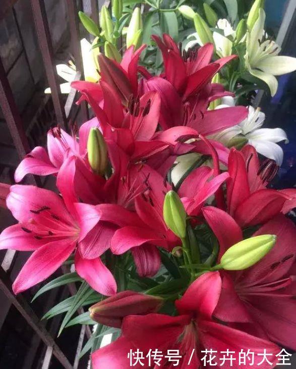 4种花超漂亮的,沾土就活,开花又大又艳,适合新手入手