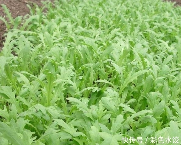 冬天常吃此蔬菜,常食营养丰富,价格便宜,比肉还好吃