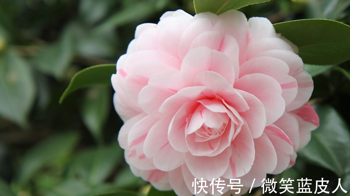 这些年养茶花的经验