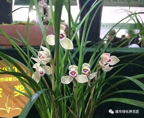 没根的兰花老芦头，捂出来的新芽是根芽还是叶芽？先长叶才有根