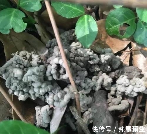 养花土里掺点它,盆土疏松肥沃,不黄叶不烂根,啥花都喜欢!