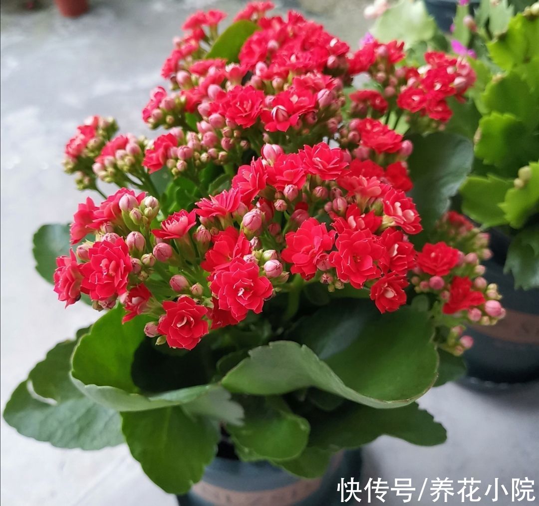 家里养的长寿花蟹爪兰，10月做好3件事，让它尽快孕育花苞