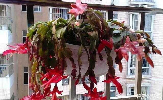 蟹爪兰长出新叶是红色,要分情况对待,对症下药,来年才会开满花