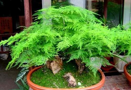 这10种花夏天“晒不得”,一见强光就黄叶,赶紧搬回家