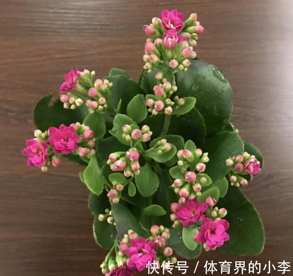 大爷养长寿花，土里埋根它，长寿花蹭蹭狂长，一盆开花几十朵