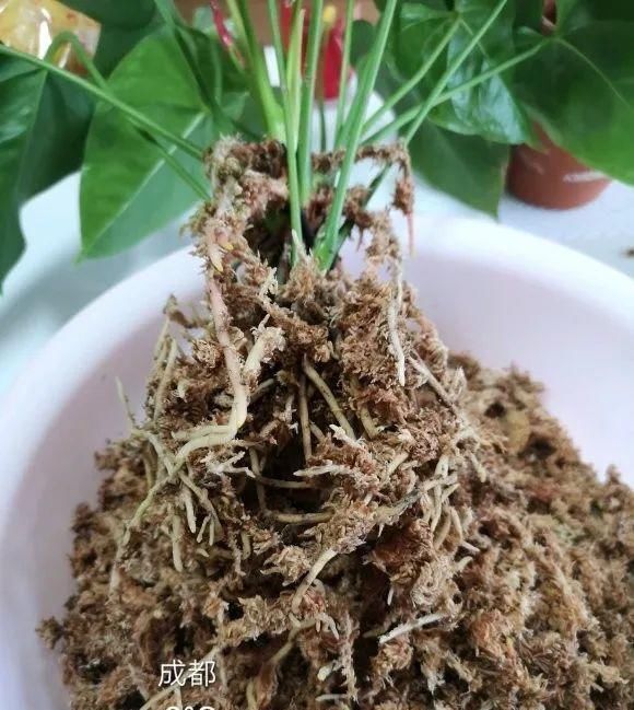 一棵长寿的花，124个花箭，开花，锅盖打开的方法