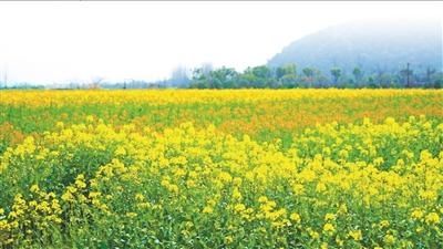 油菜花|油菜花+红花萝卜=彩虹花海