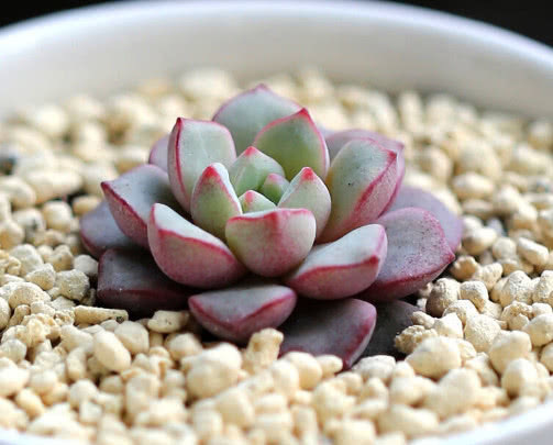 多肉蓝宝石怎么叶插教你3个小步骤,叶插出最绚烂多彩的蓝宝石