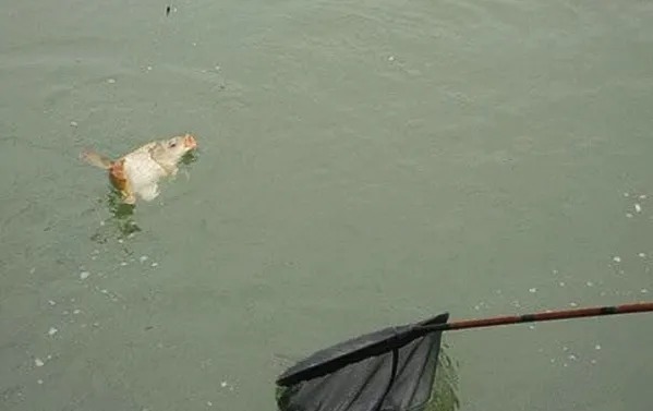 现在才弄明白:不是不能连竿上鱼,只怪补窝一直用错了方法