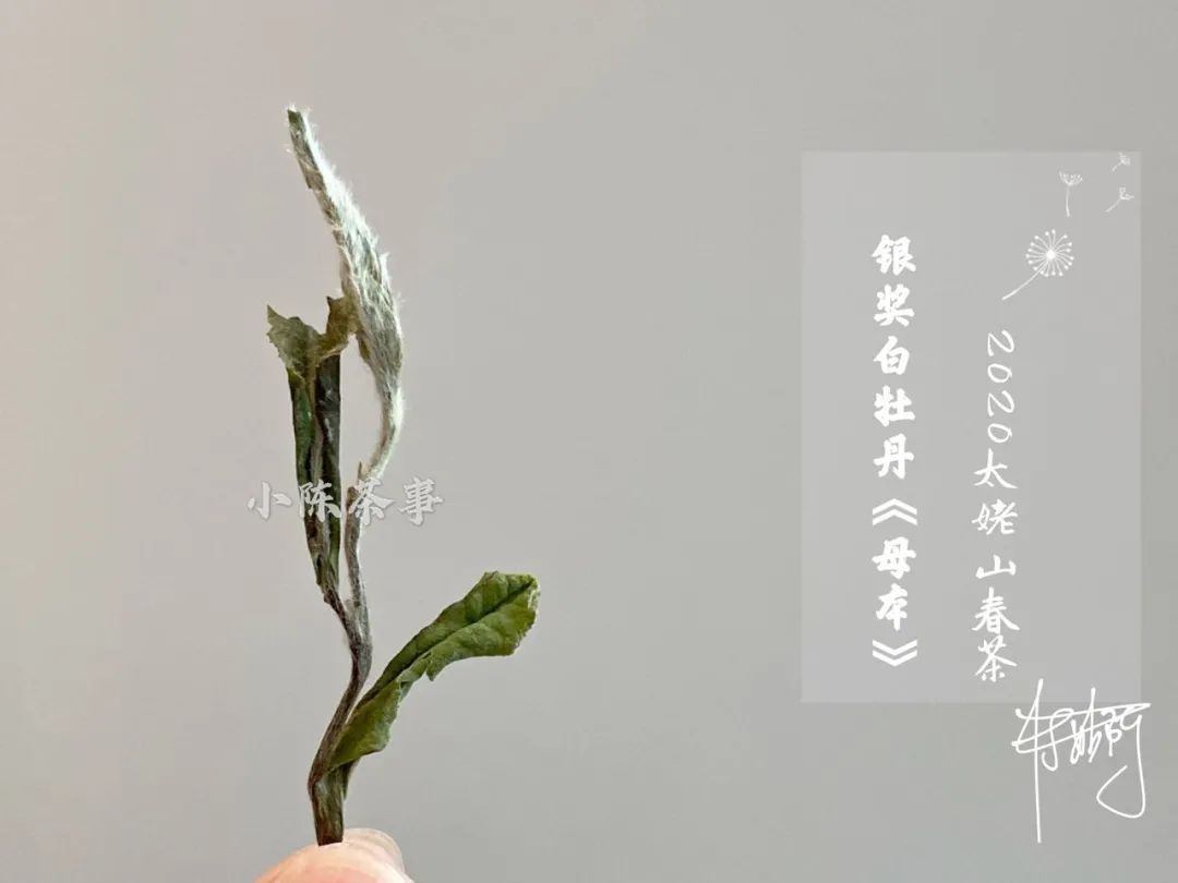 因素|白牡丹喝出了白毫银针的感觉,抛开等级的因素,良好的储存是关键
