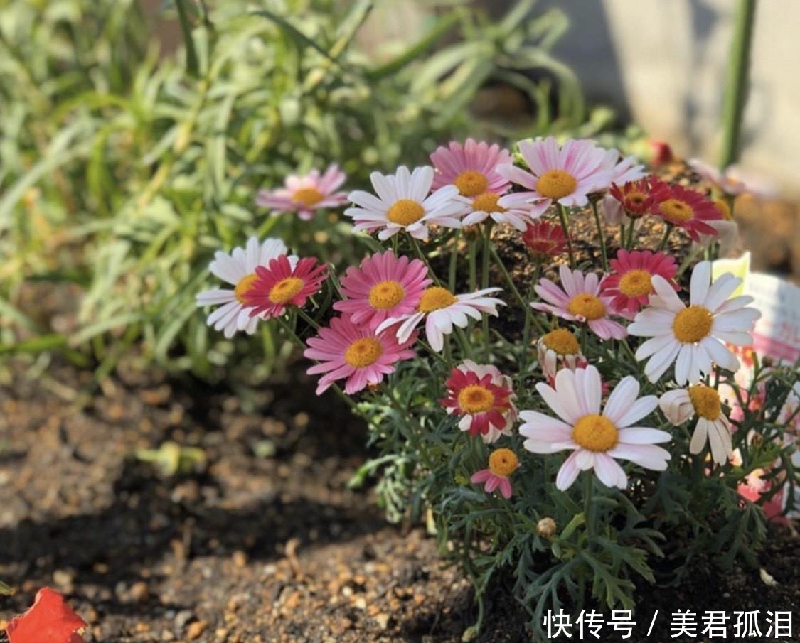 太太|断舍离生活!日本太太坚持一天一收拾,看完她家后只想回家扔扔扔