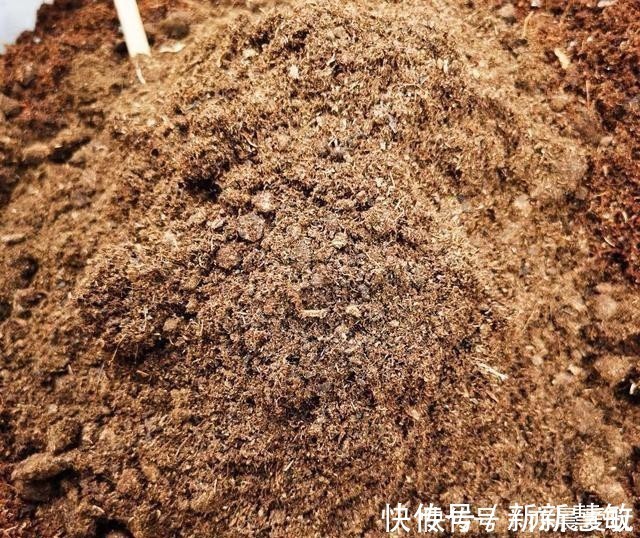 3块钱一块的椰砖，泡水变成椰糠，拿来养花行吗？不建议使用