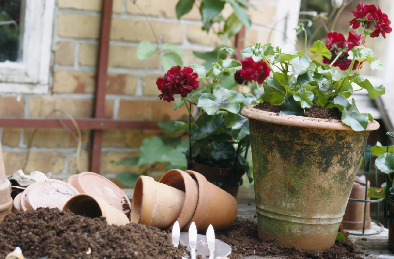 养花选“盆”别乱凑合,选对、选错差别很大,结局不一样