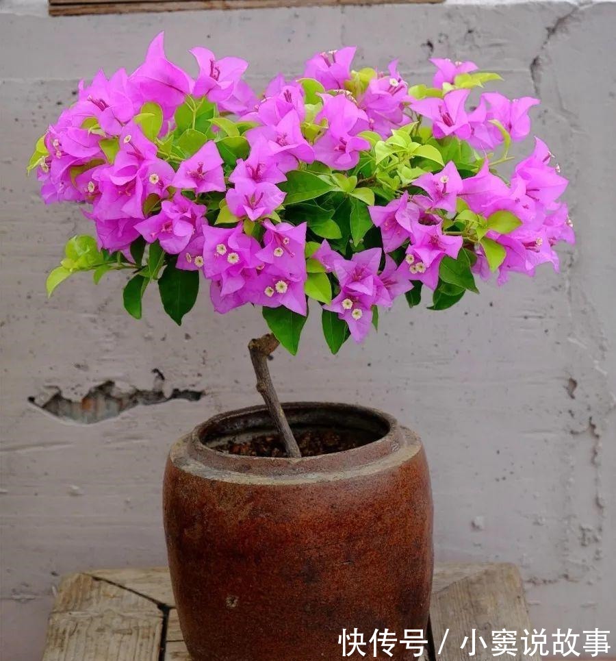 金枝玉叶不能长太高,越矮越值钱,一长高就砍!