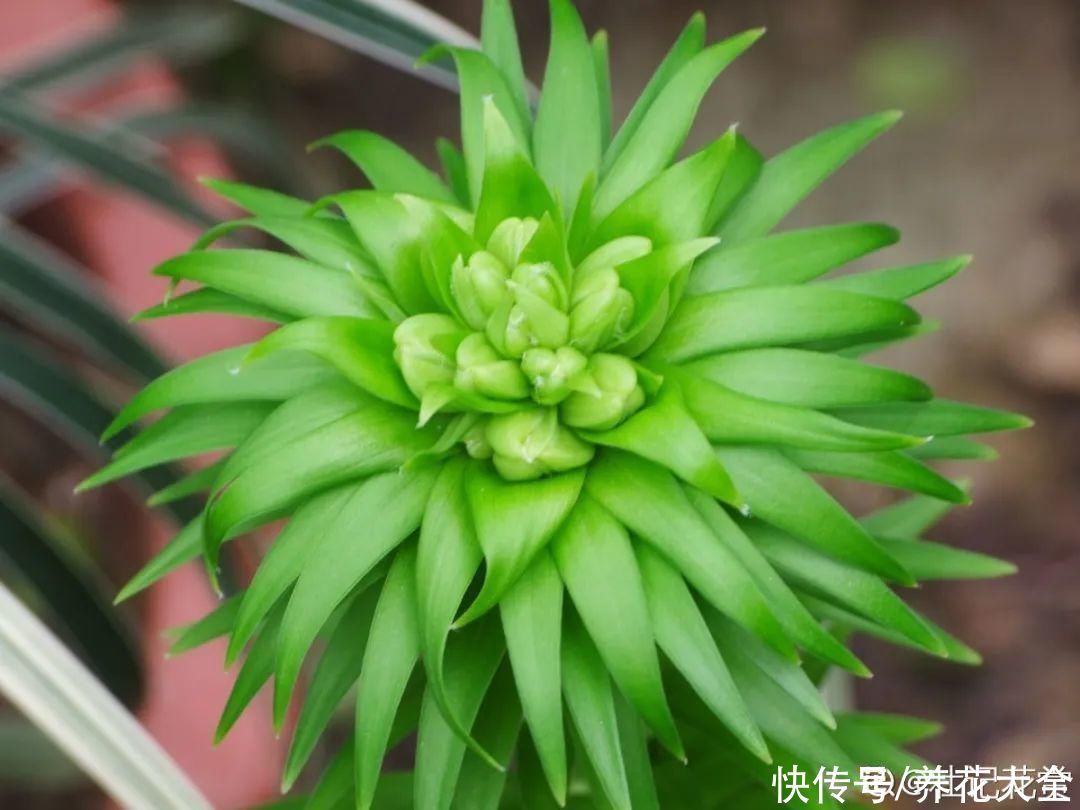 带花芽的枝条不能修剪，未来全是花苞，一剪就亏了