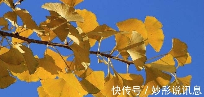 五律$诗词/五律《树叶》