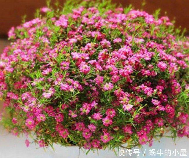 聪明人都养4种花,个个美出状态,花朵迷人,阵阵花香