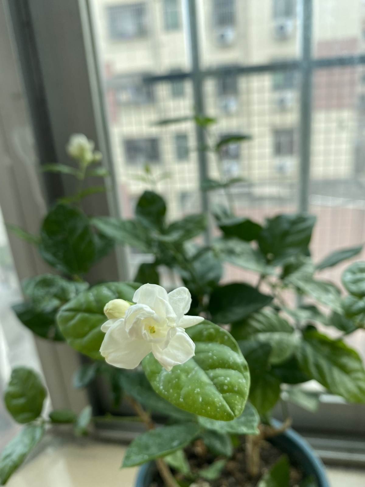 5种花现在别换盆，掉花落叶没商量，一不小心只剩光盆