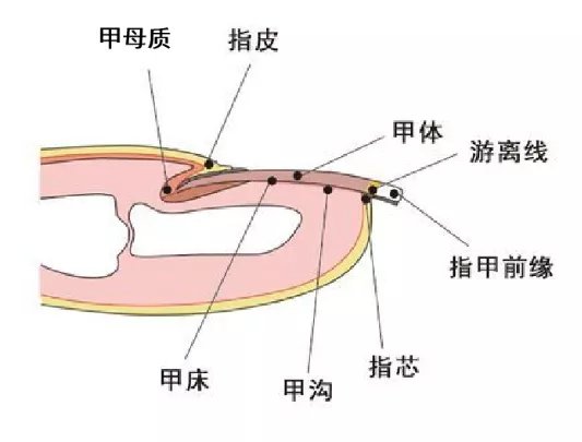 真相|月牙越多，身体越健康？出现白点、黑线是长了蛔虫？一文读懂指甲的真相