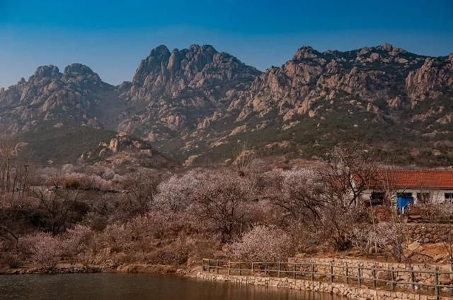 杏花|背靠五莲山！久负赏花盛名，今日一见确实惊叹