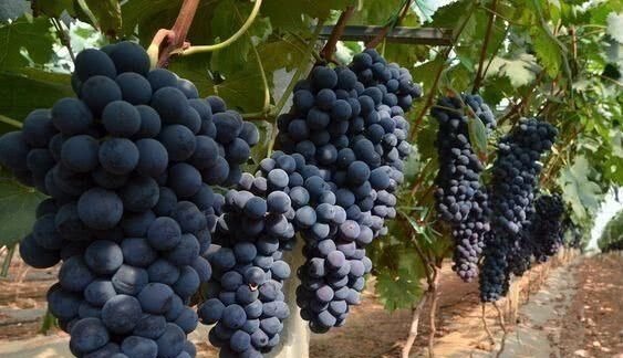 失眠|天然的“安眠药”终于出现了, 睡前吃一点, 让你沾床就睡不是梦!