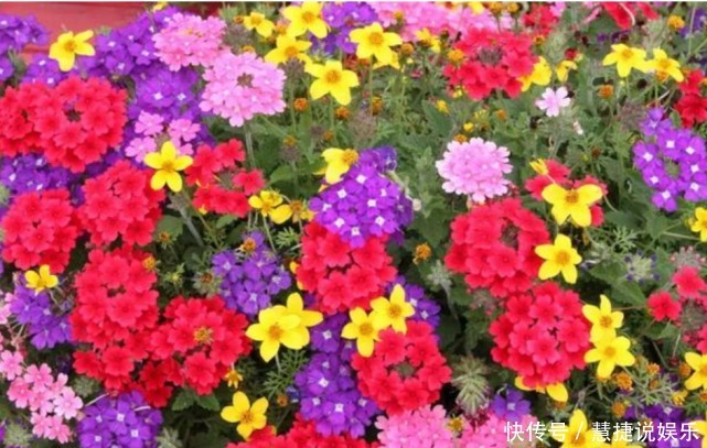 花卉里的“劳模”,3种花全年”开花不断“ ,好养又漂亮,美!