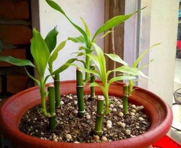 入冬后,这些花别折腾,越折腾越死