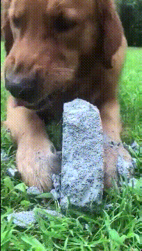 |搞笑GIF图:现在城市找不见土,只能吃砖头了