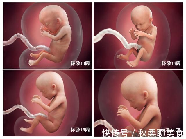 发育|胎儿40周变身记:从0.5厘米受精卵到50厘米宝宝,过程神奇