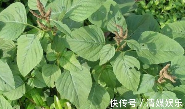 四金刚|野菜中的“四金刚”，钙含量是牛奶的2倍，吃过的人都说营养高