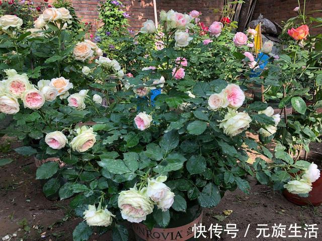 教你1分钟自制“杀虫水”,浇水加1勺,根壮不生虫!