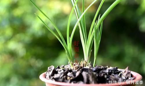 种植兰花为何不用土？原因其实很简单