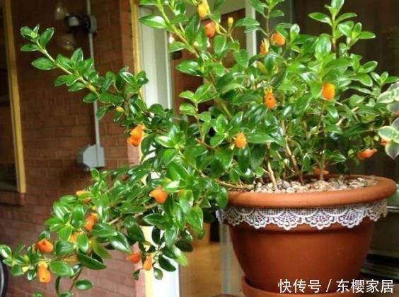 有钱人|家里这种花是“镇宅旺财”,有钱人都这么养,看看你家有没有