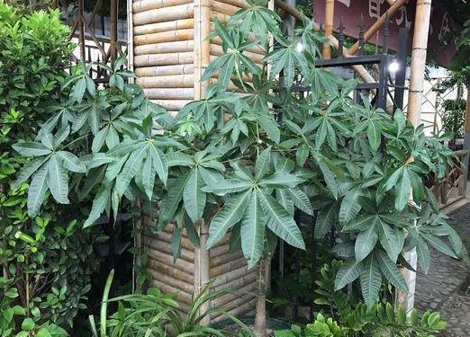 盆栽观赏性绿植发财树,该注意哪些4个要诀让它四季发新枝叶