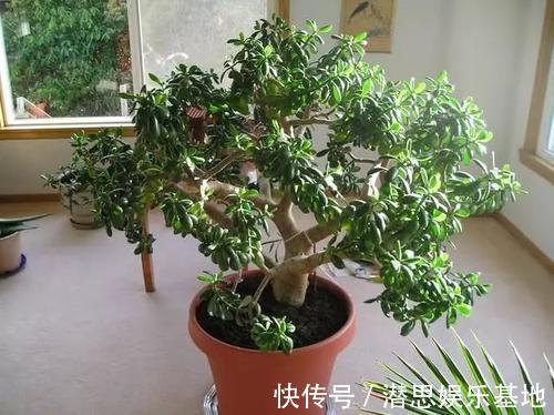 长寿花|这些花适合“穷养”,大花盆长不好开花少,很多新手都混淆了