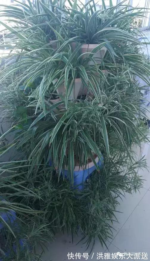 吊竹梅|3种吊兰别这么养，不然疯长爆芽，控制不住！