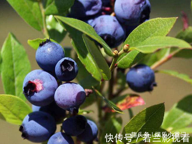 蓝莓|女性在怀孕后,它可以经常吃,缓解孕吐,还能给胎儿补补钙!