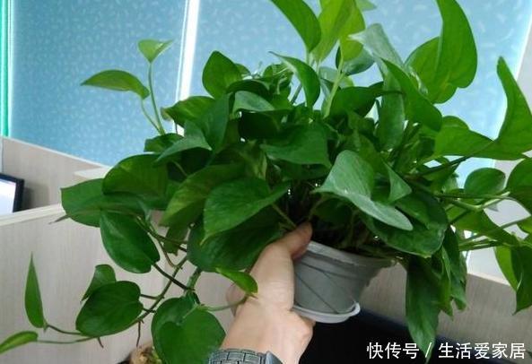  养花|养花高手盆栽花草存在这3坏习惯要趁早改，迟了植物就遭殃