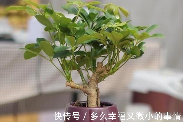 聪明的人|“细菌”的克星找到了,在室内养这4种花,空气清新少生病!
