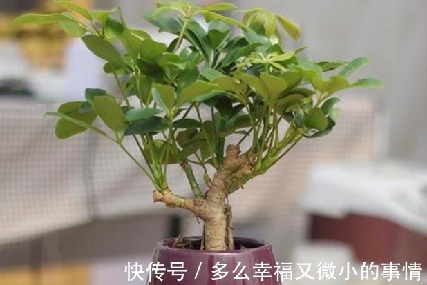 聪明的人|“细菌”的克星找到了，在室内养这4种花，空气清新少生病！