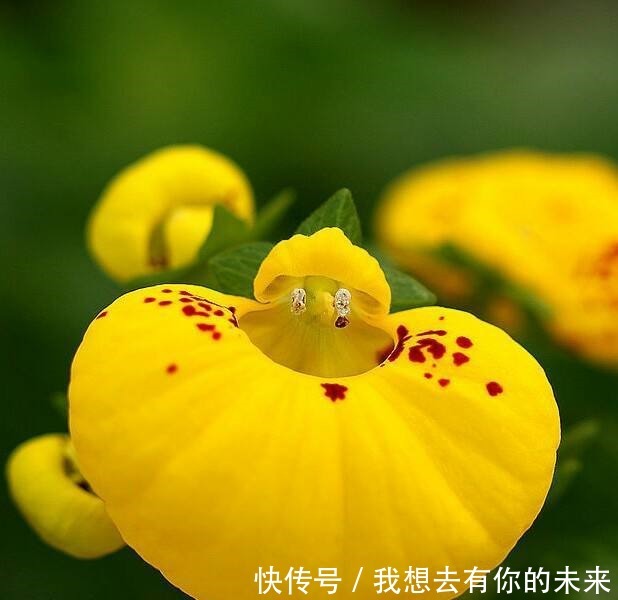 喜欢菊花,不如养盆荷包花,花开似荷包,寓意富贵吉祥,艳丽多姿