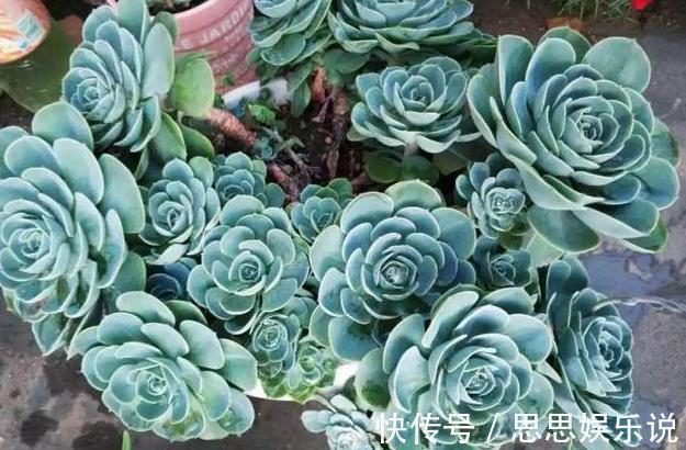 多肉植物速成老桩秘籍盆栽管理''狠一点'',想成功很简单