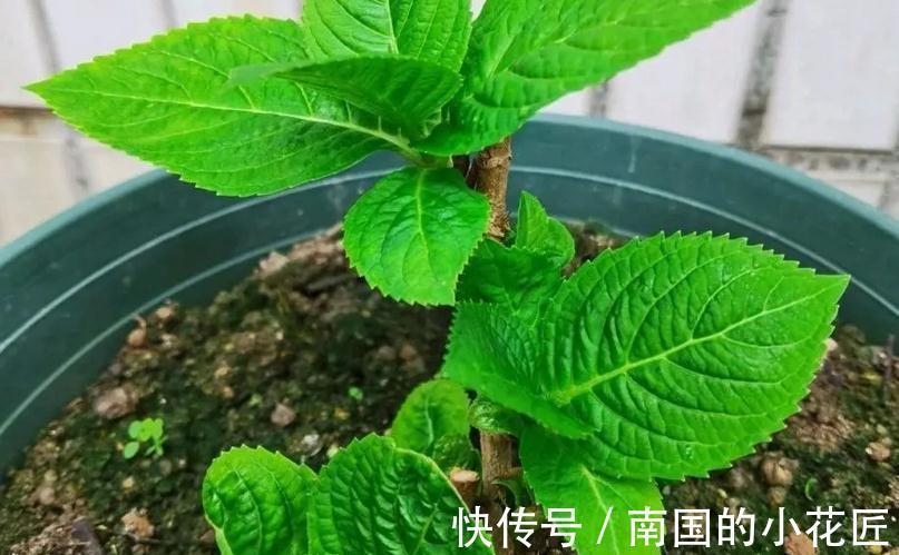 花卉|适合秋季扦插的4种花，掌握住方法，成活率比其他季节高得多