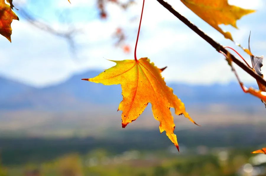 王维！诗词丨十月，愿时光放慢，许故人不散