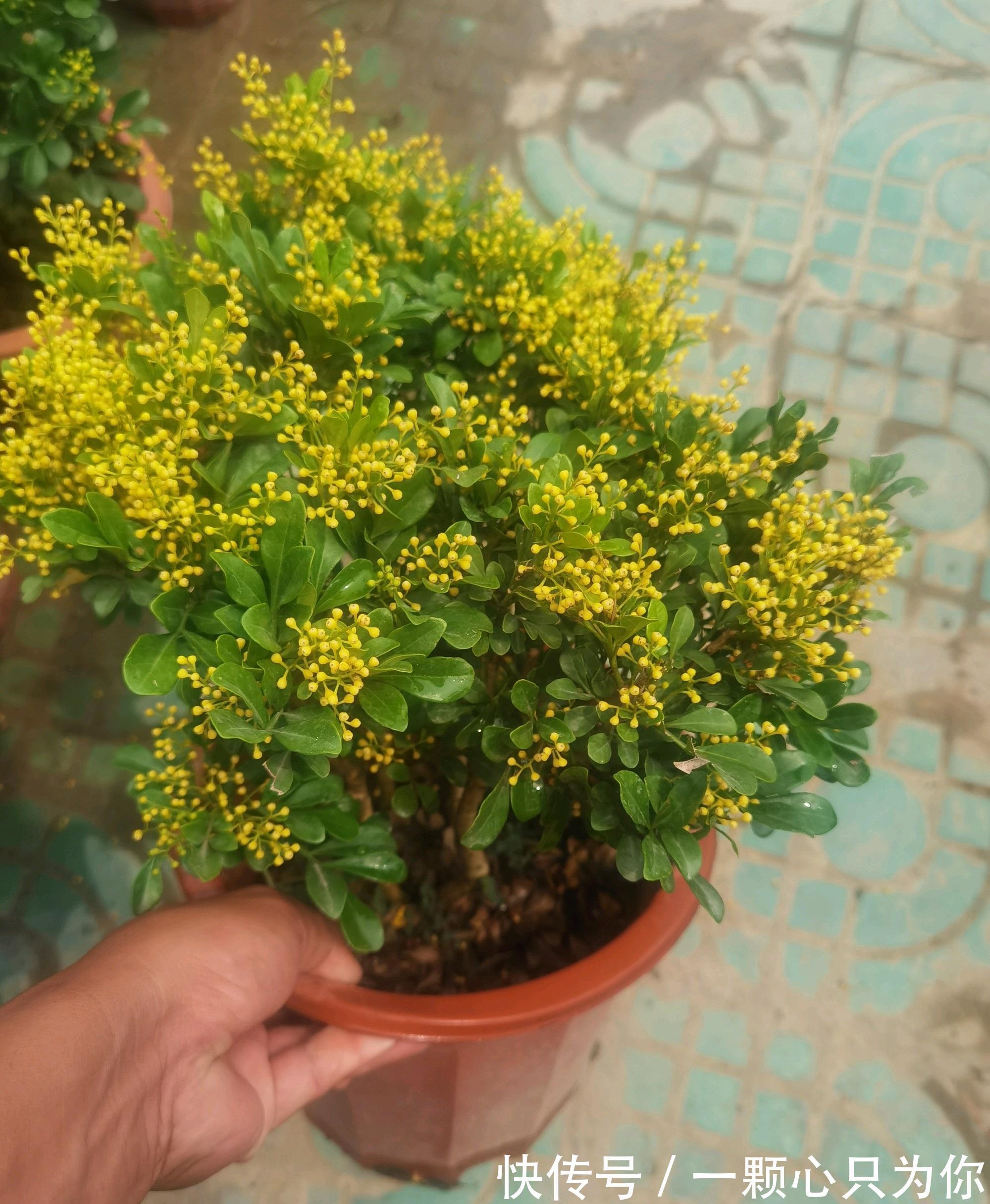 公认好养的5种花,能活一百年,开花吉利带仙气,越养越值钱