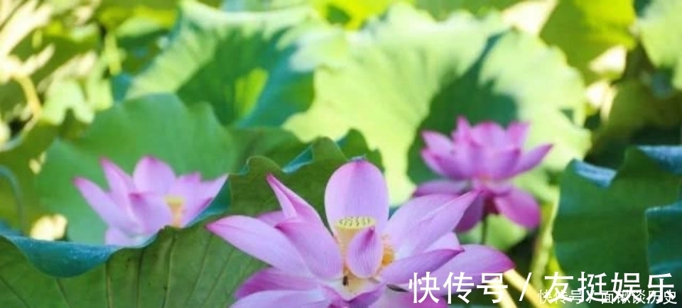 采莲曲&贺知章晚年写下一首很唯美的诗,短短的28个字,美得令人心醉!