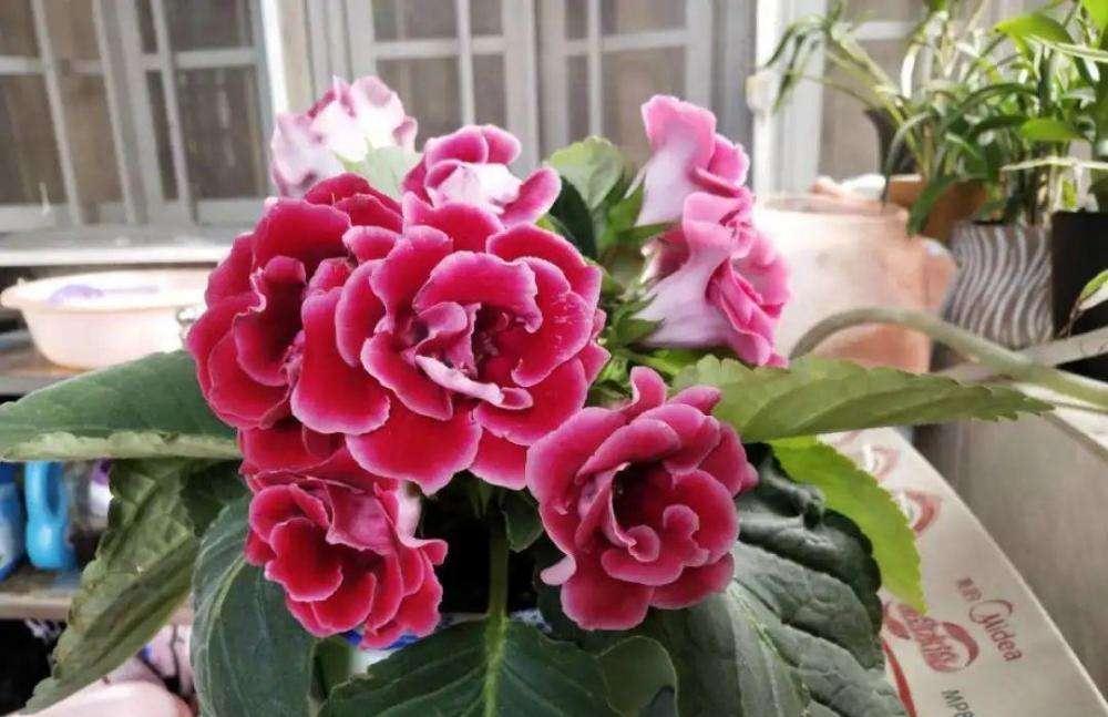 “10种花”好养又漂亮,有点散光就“生长”,花叶俱美,富贵大气